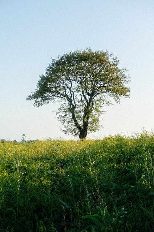 Immagine gratuita di albero, campo, tiro verticale