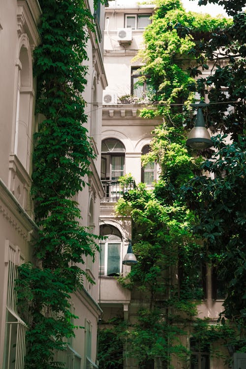 Immagine gratuita di edera, facciata, facciata di edificio