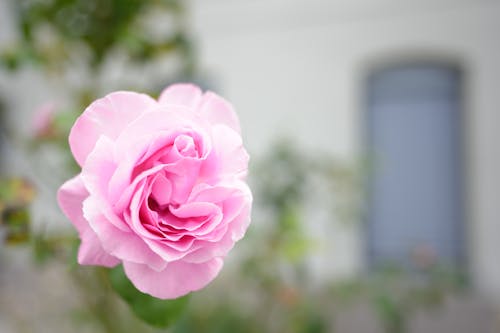 Gratuit Photos gratuites de chine rose, fermer, fleur Photos