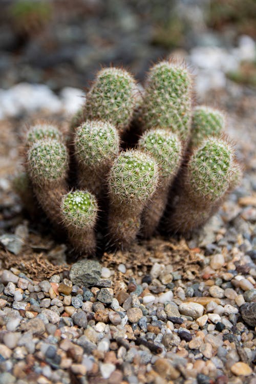 Imagine de stoc gratuită din a închide, cactus, cactus cu pernuță