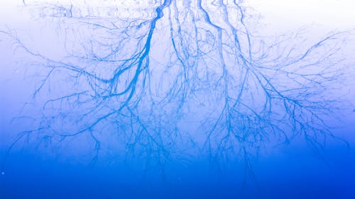 Free stock photo of blue water, branches, pond