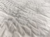 Råbjerg Mile, a desert in europe