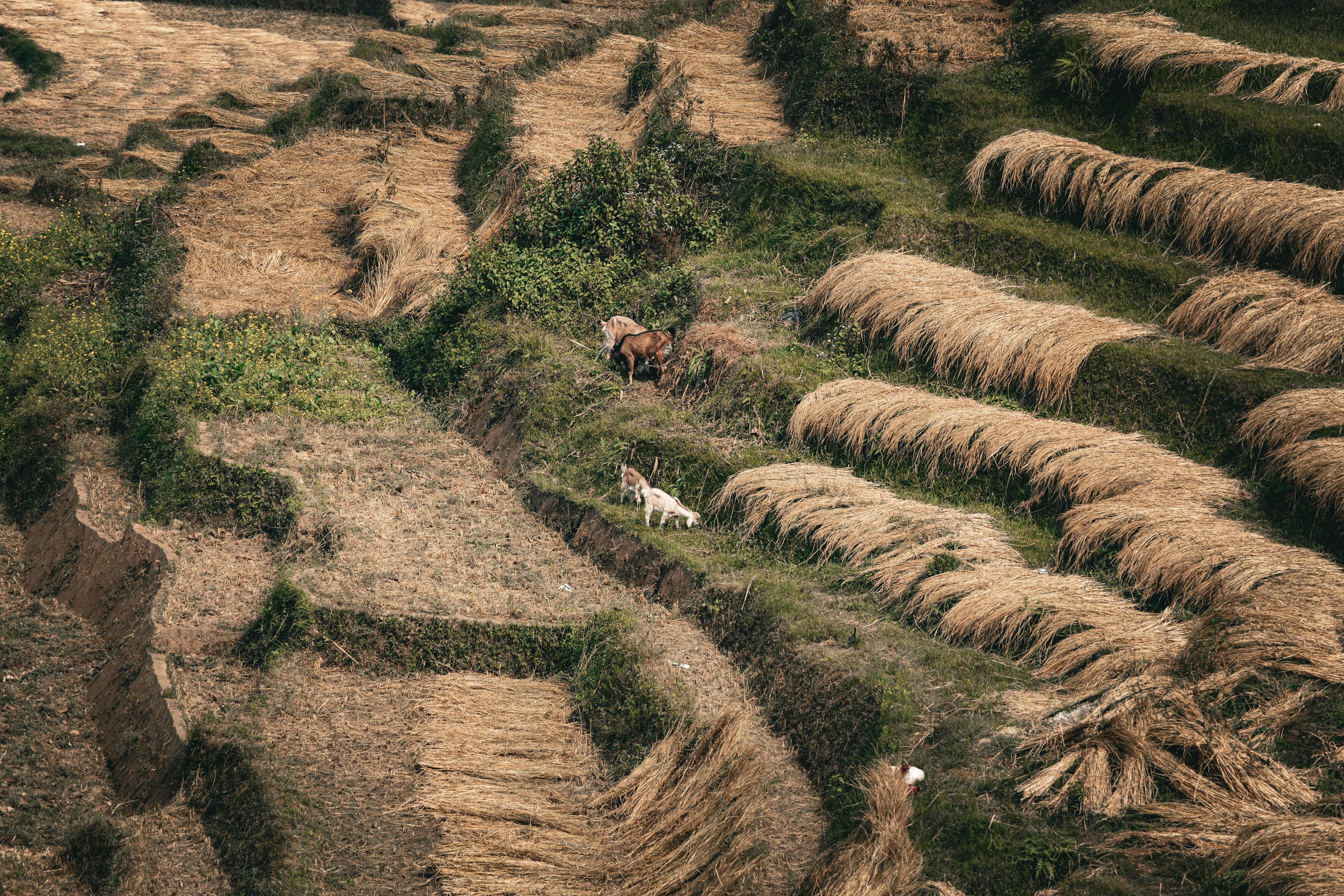 Animals on Pasture in Countryside