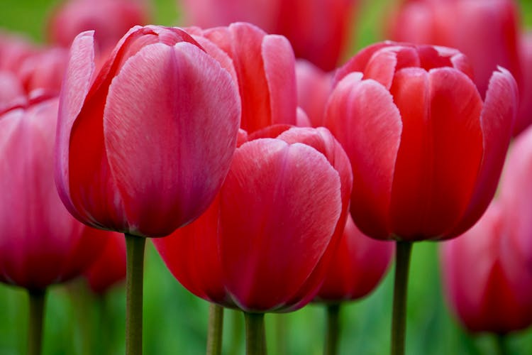 Close Up Shot Of Pink Tulips In Bloom