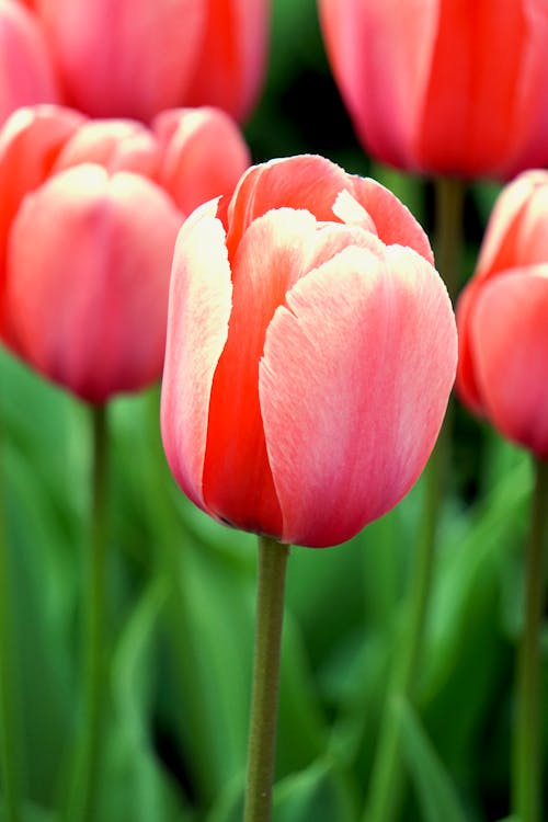 Pink Tulips in Bloom