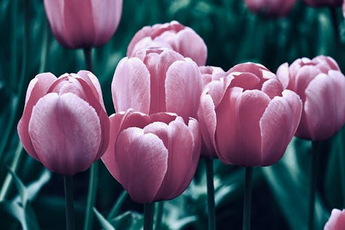 Close-Up Shot of Pink Tulips in Bloom