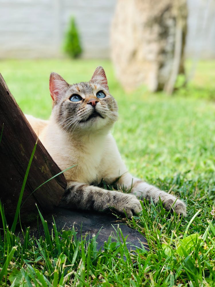 Cat On Green Grass