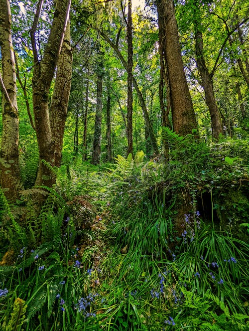 나무 몸통, 수직 쐈어, 숲의 무료 스톡 사진