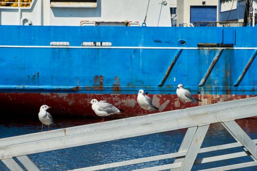 Free Seagulls perched on a railing by a vibrant blue ship, capturing maritime essence. Stock Photo