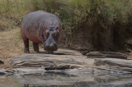 huge hippo standing on riverbank about to enter water cautiously in wild masai mara, kenya