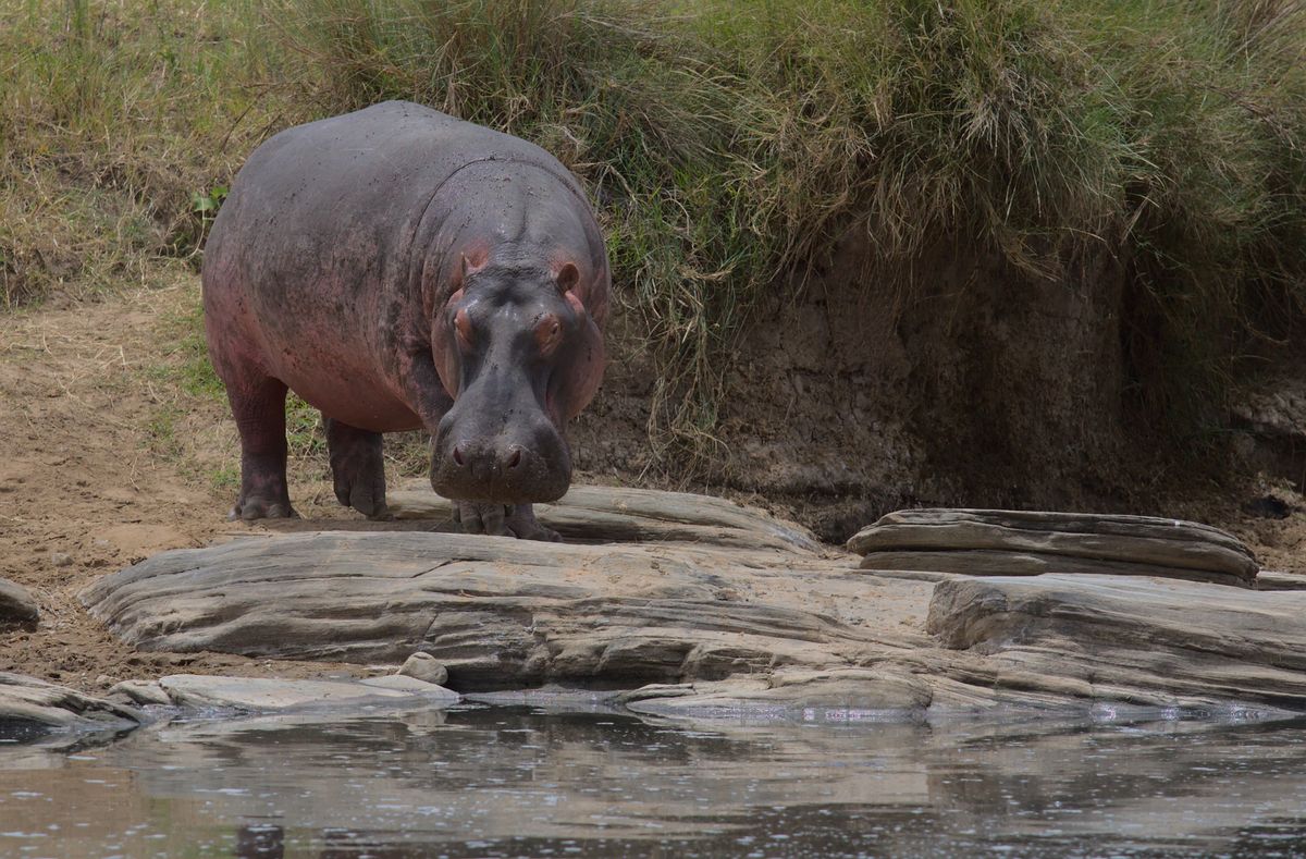 A hippopotamus standing at the edge of a river in Kenya.