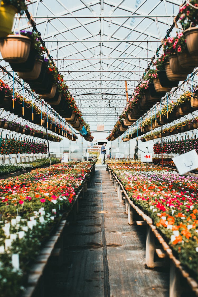 Symmetrical View Of Flowers In A Greenhouse 