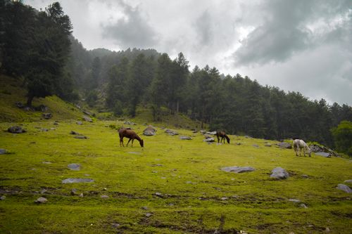 Free Three horses graze peacefully in a lush, scenic forest glade under cloudy skies. Stock Photo