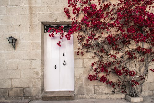 Red Climbing Plant Over White Door