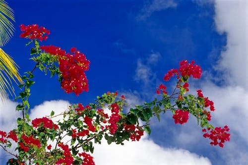 Tropische rote Blumen