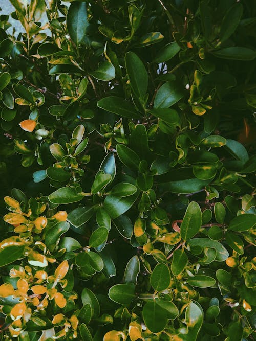 Green-and-orange Leaves