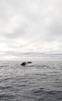 A whale's tail rises above the ocean under a cloudy sky, captured in the wild.