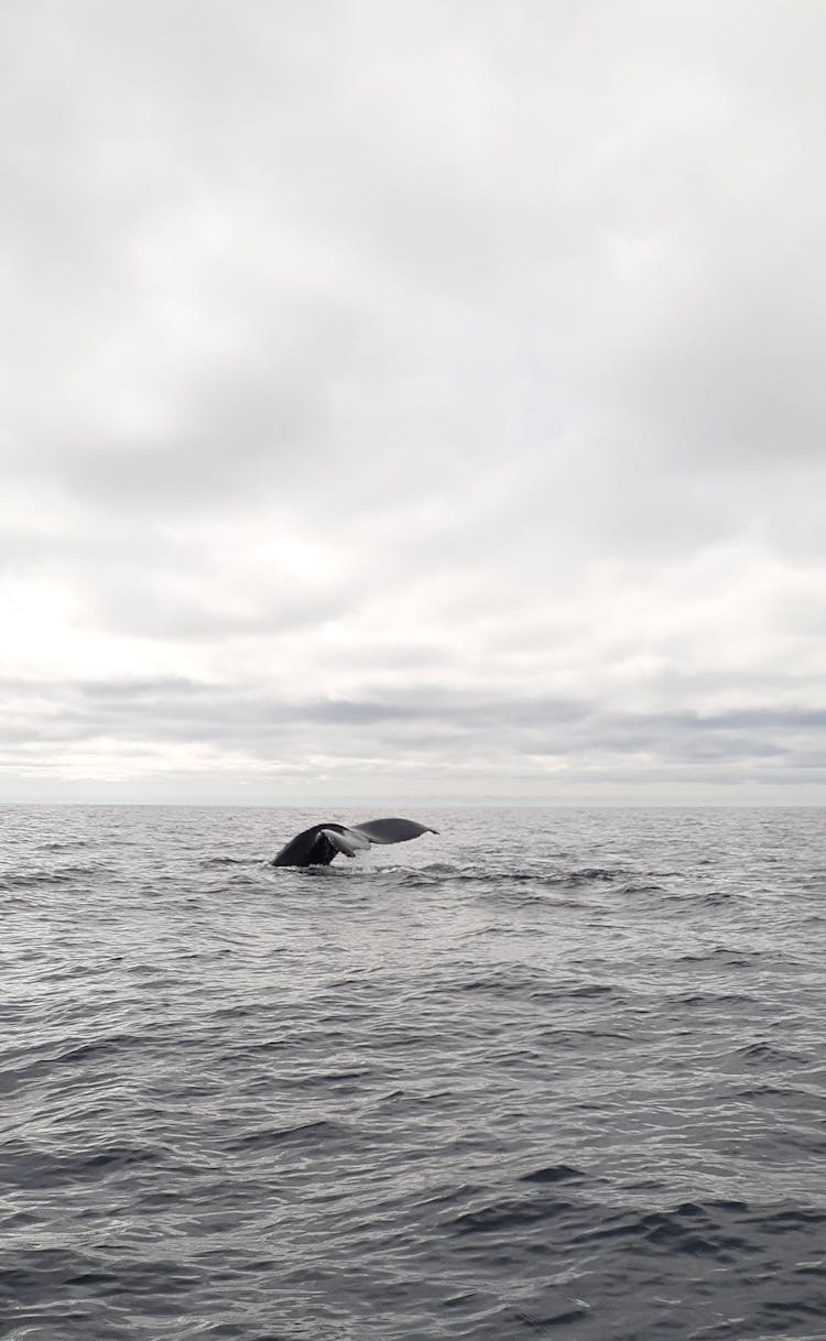 Photo Of Whale's Tail