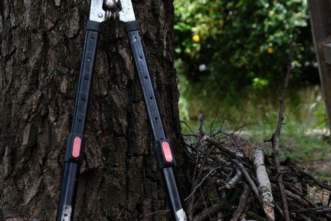 Pruning shears resting against a tree trunk