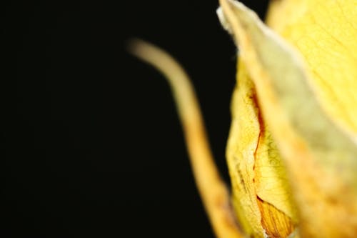 Free stock photo of dried flower, macro, macro photo