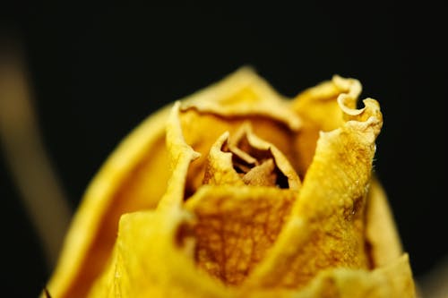 Free stock photo of dried flower, macro, macro photo