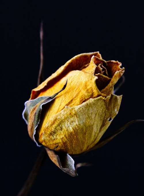 gül, kurutulmuş çiçek, makro içeren Ücretsiz stok fotoğraf