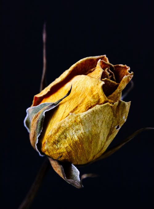 Free stock photo of dried flower, macro, macro photo