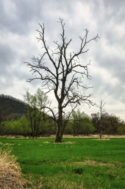 Free A leafless tree stands in a green field below a cloudy sky in Altura, MN, capturing the essence of early spring. Stock Photo
