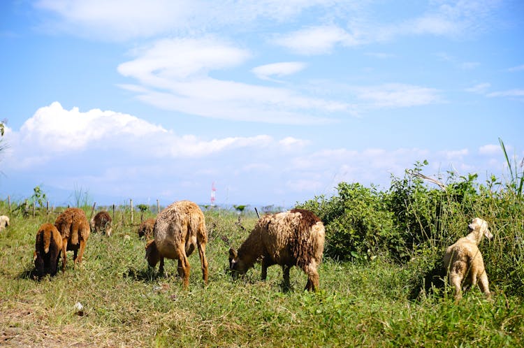 A Sheep Eating Grass