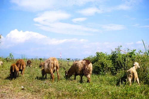 Free A serene scene of sheep grazing in a verdant field under a clear blue sky in Jawa Barat, Indonesia. Stock Photo