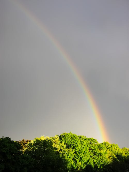 Free stock photo of rainbow, trees