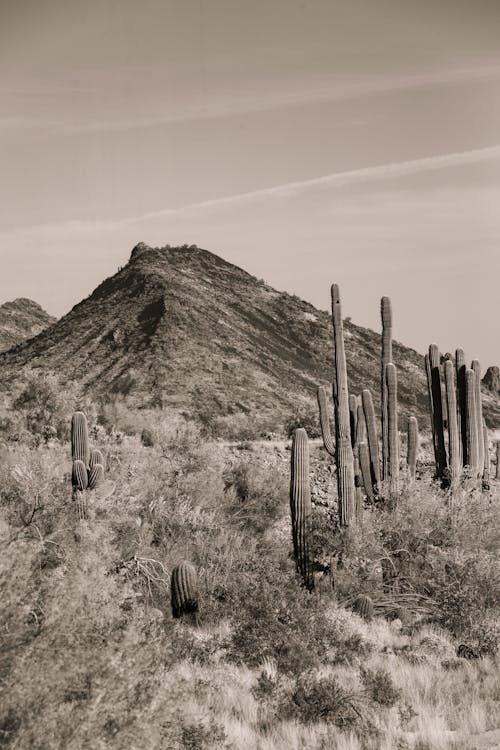 A Cactus Plants Near Mountain