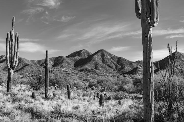 Grayscale Photo Of A Desert