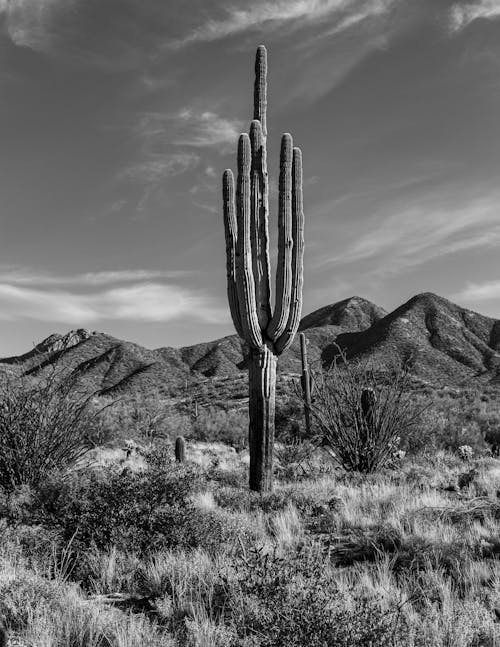 Grayscale Photo of Cactus Plant Near Mountains