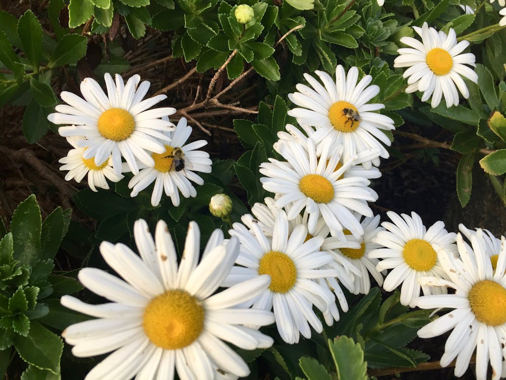 Free stock photo of bees, bees on daisies, bees on flowers