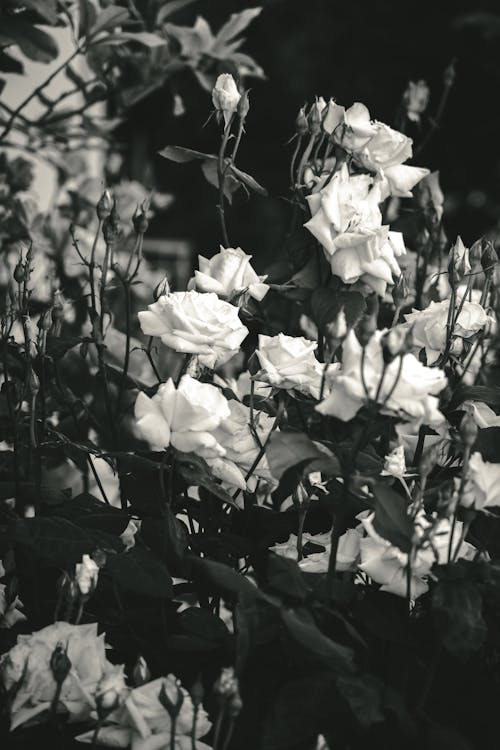 Grayscale Photograph of Roses in Bloom