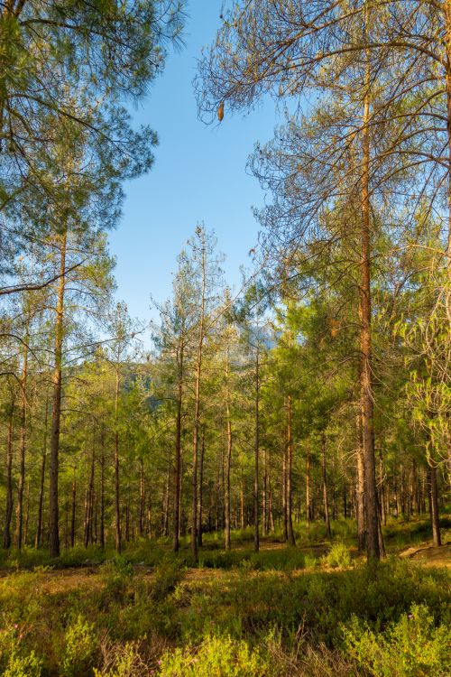 Free Tranquil forest landscape featuring towering pine trees under a clear blue sky. Stock Photo
