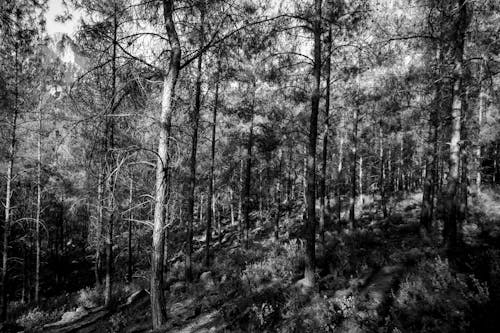 Foto profissional grátis de árvores, escala de cinza, flora