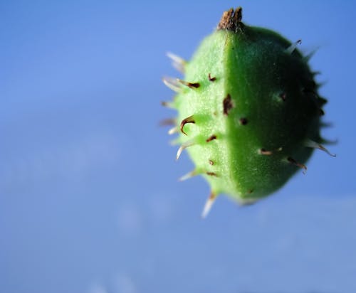 Free stock photo of abstract, chestnut, green