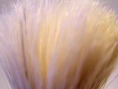 Free stock photo of abstract, abstract background, bristles