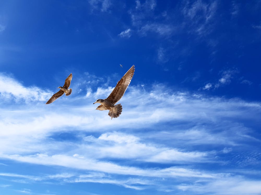 Photo of Birds Flying in a Blue Sky