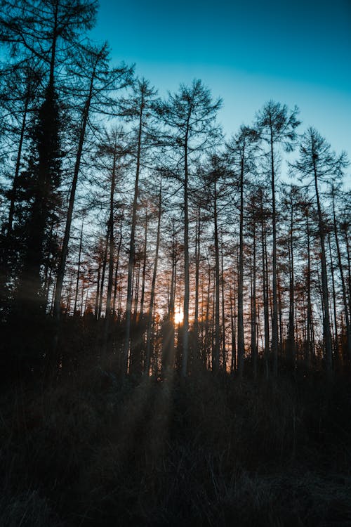 Photo of Tall Trees During Sunset