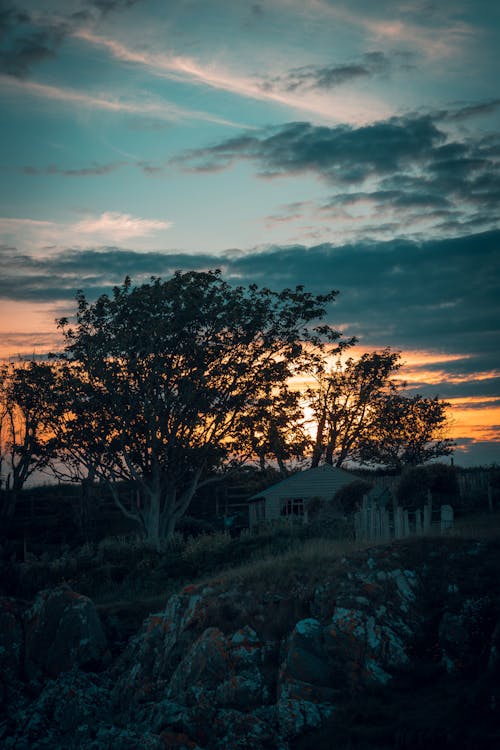 A Tree Beside a House During Sunset