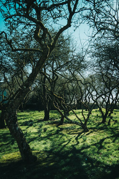 Photo of Leafless Trees and Green Grass
