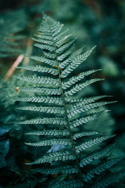 Close-up of Fern Plant Leaf