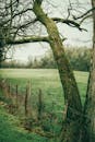 Beautiful Old Tree in Moss Growing in Field