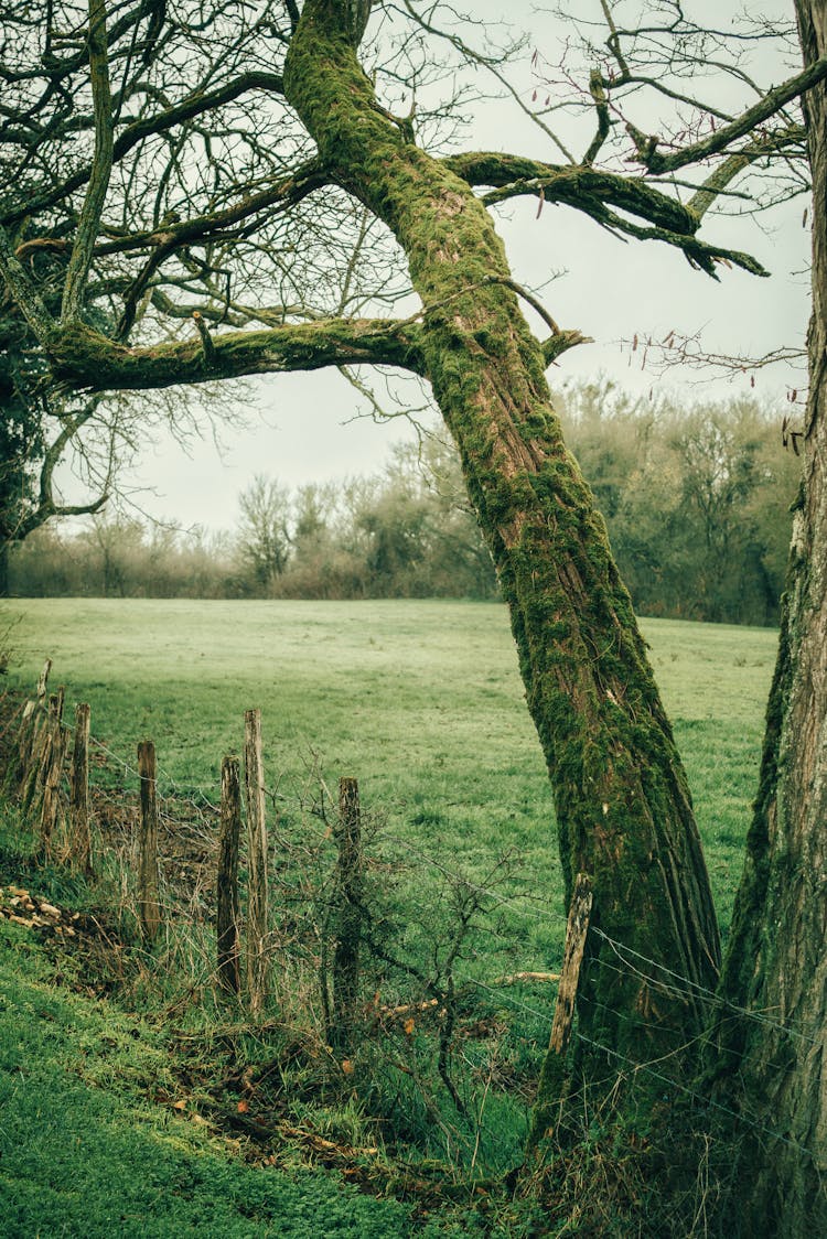 Beautiful Old Tree In Moss Growing In Field