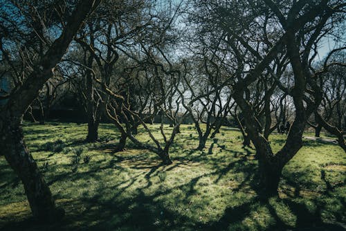 Kostenloses Stock Foto zu bäume, feld, gras