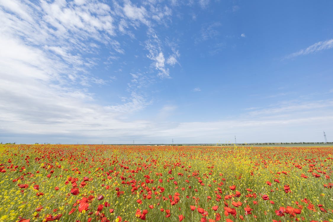 A Field with Poppy Flowers
