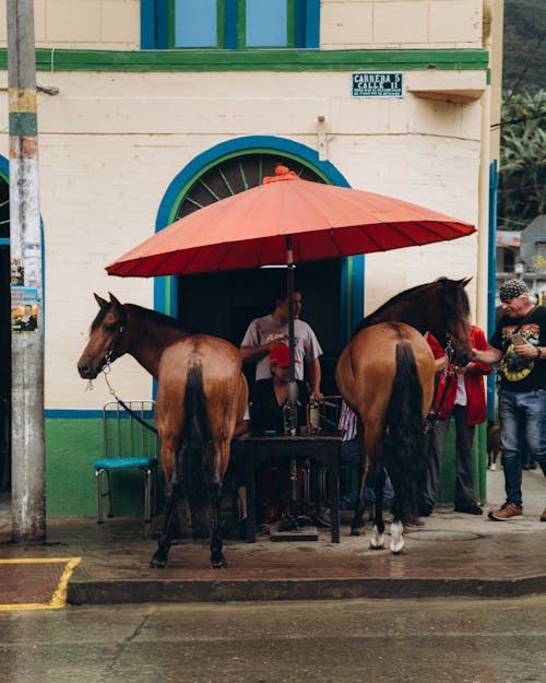 Free Pair of Horses Standing Under Umbrella on City Street Stock Photo